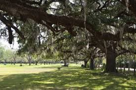 Artificial turf installation in West Columbia, TX
